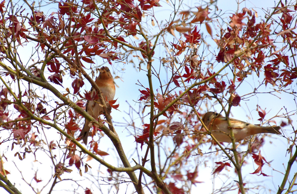 アトリのツーショット