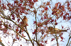 アトリのツーショット