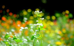 黄花の世界にソバが