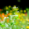 黄花の世界にソバが