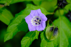 黒鬼灯の花