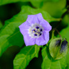 黒鬼灯の花