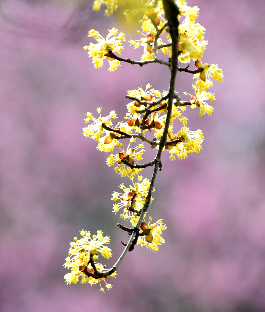 サンシュユの花