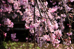 枝垂れ桜も２