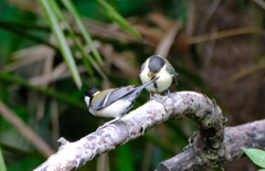 ９親はまた餌探しに