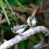 ９親はまた餌探しに
