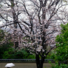 大きな桜