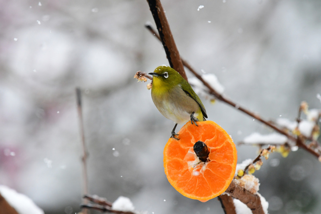 雪の日目白4