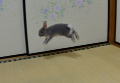 よくジャンプしていた