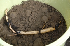 2008年植え付け