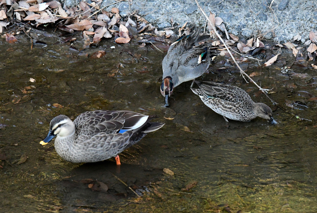 コガモペアとカルガモ