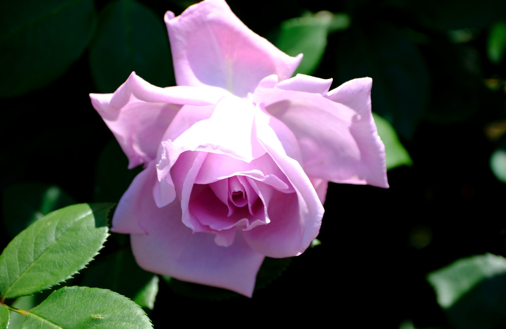 ブルー・ムーン