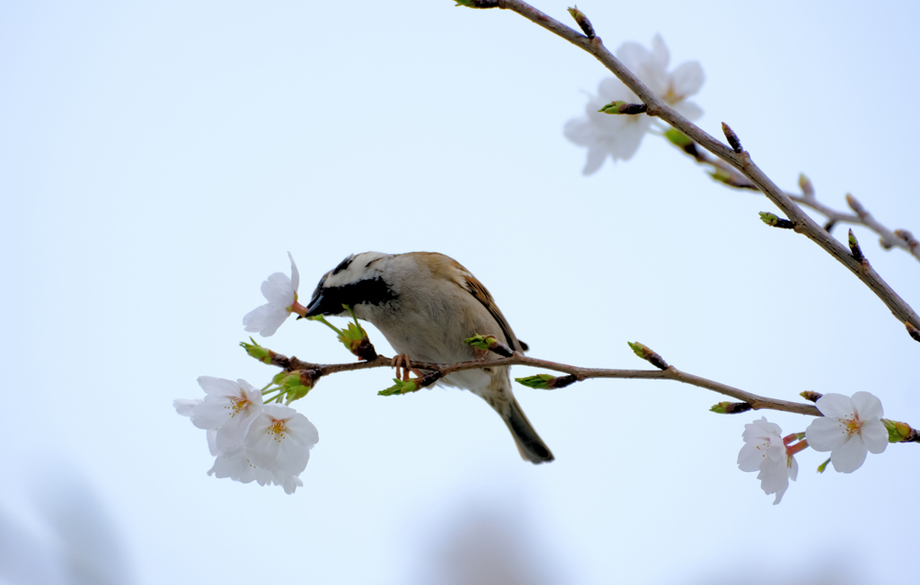 雀の盗蜜現場 (1)