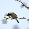 雀の盗蜜現場 (1)