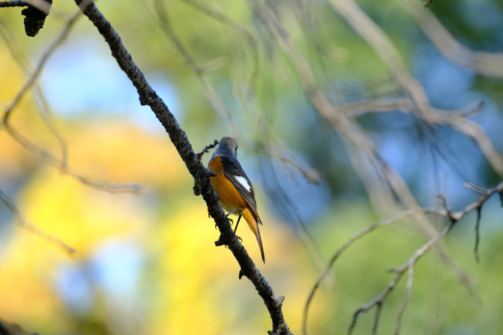 やっとジョビオくん２