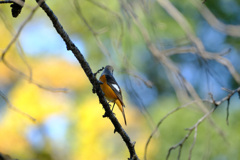 やっとジョビオくん２