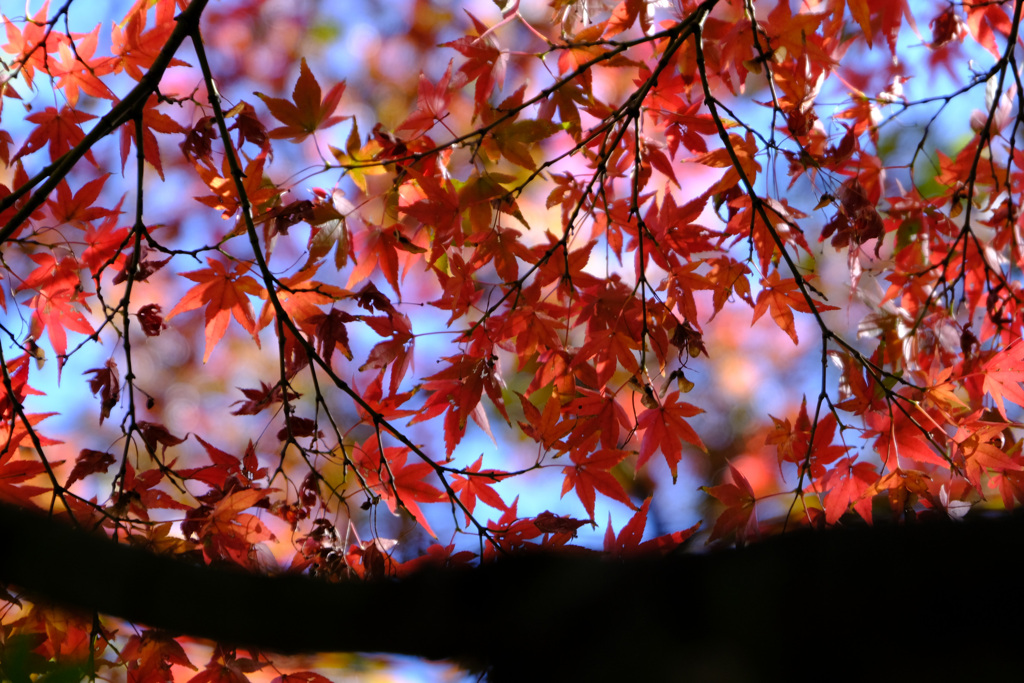 ご近所紅葉１