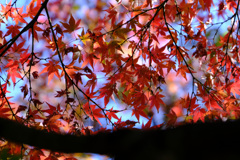 ご近所紅葉１