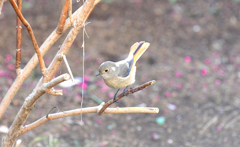 鳩笛のごとく