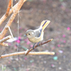 鳩笛のごとく