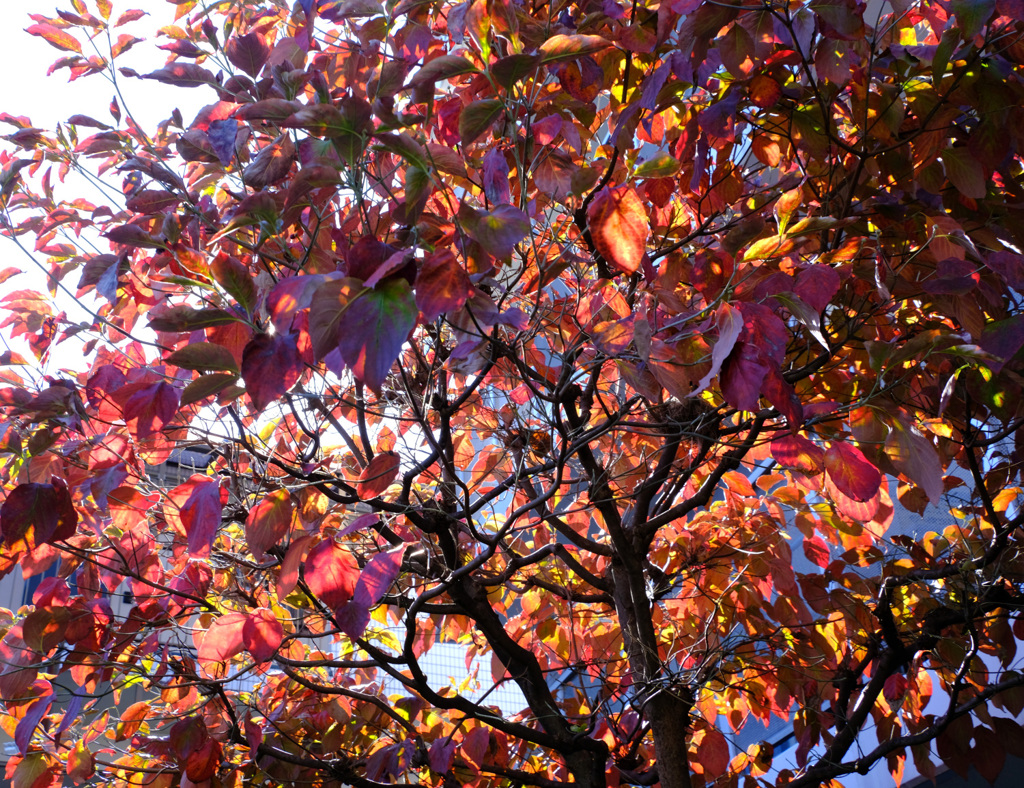 紅葉織りなす