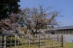 京都御苑の車返桜