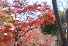 奥には竹林