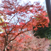 奥には竹林