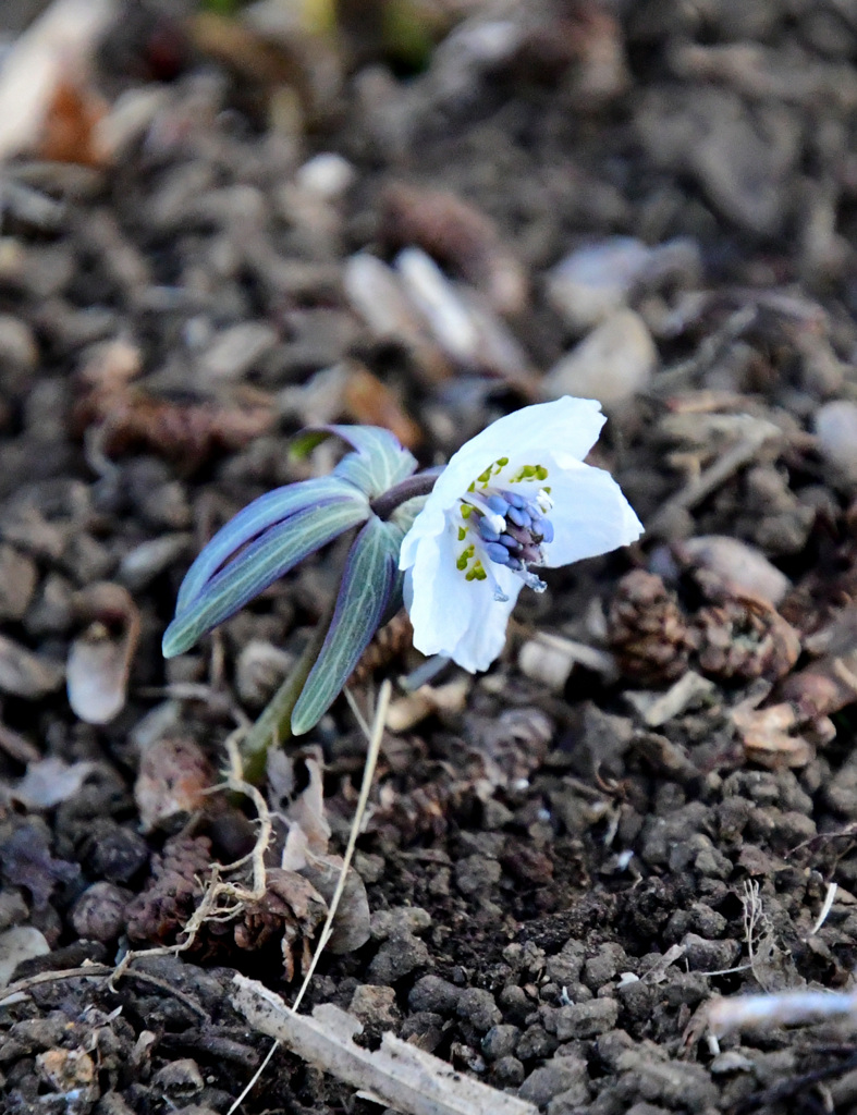 ふしぎなつくり