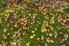 苔の上に