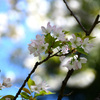 苔清水２