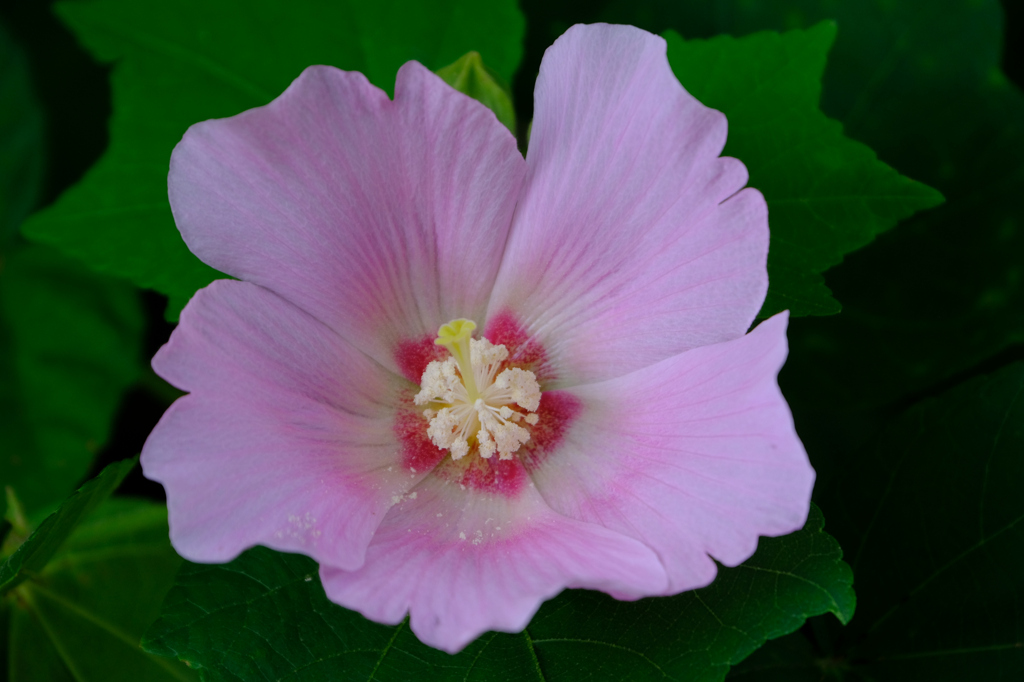 芙蓉の中