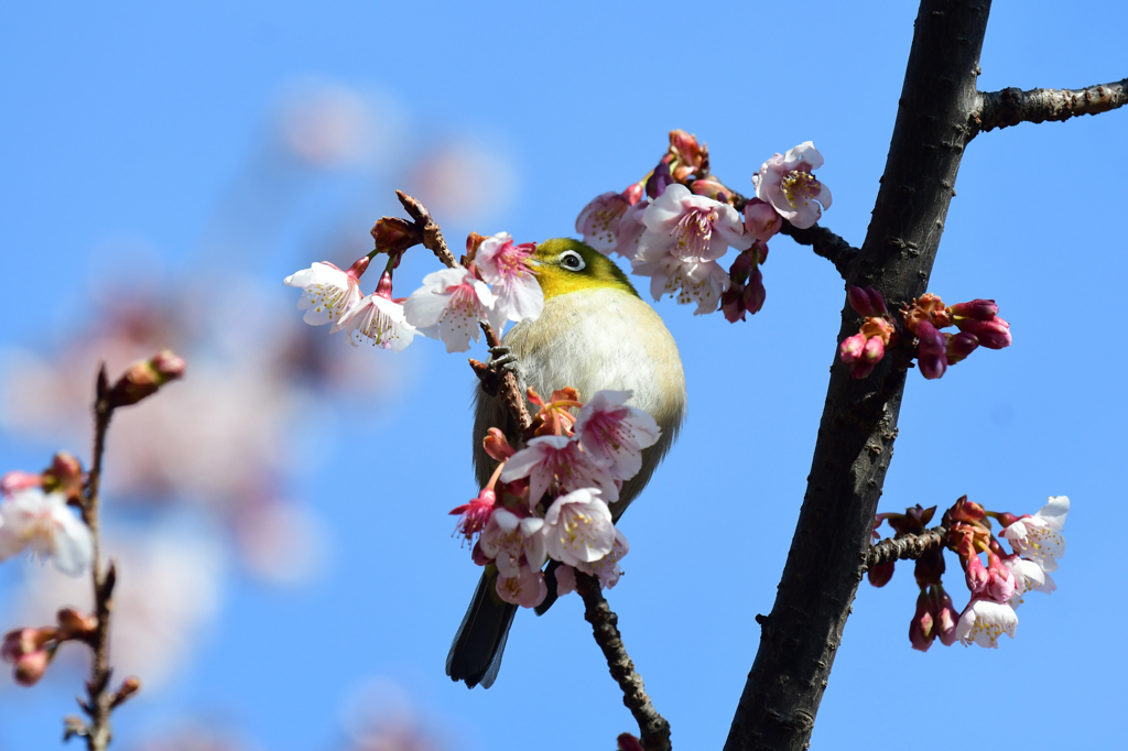 寒桜にうっとり