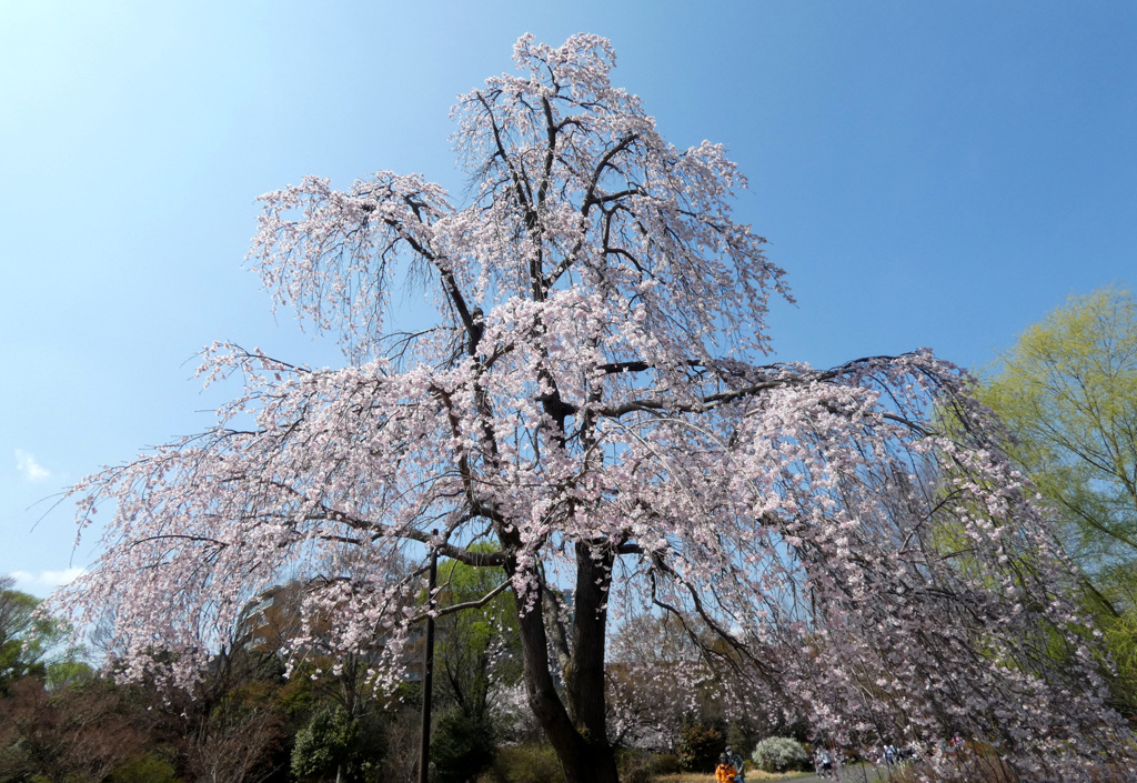 大枝垂れ by みなみたっち （ID：13438686） - 写真共有サイト:PHOTOHITO