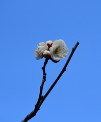 まだ花数が少ない