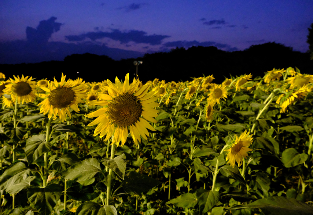 夜の向日葵は