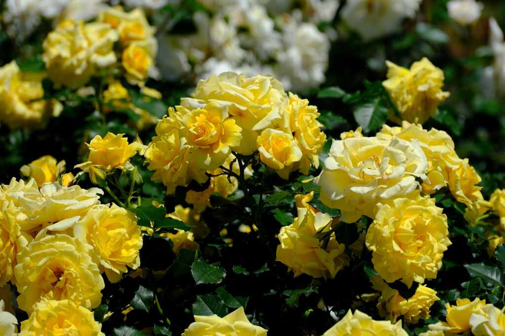5月神代の春薔薇