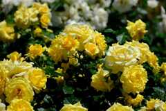 5月神代の春薔薇