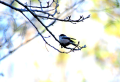 まるっこいエナガ