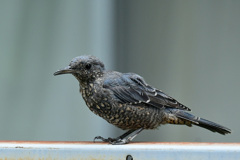イソヒヨドリ幼鳥 イソヒヨドリ幼鳥