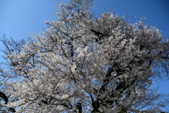 3月２6日のソメイヨシノ