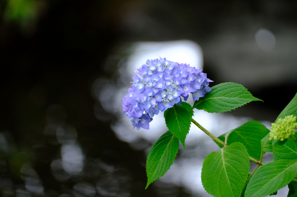 そっと見守る紫陽花