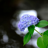 そっと見守る紫陽花