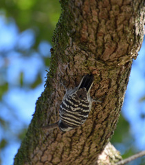 真っ逆さまだって平気