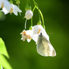 エゴの花帽子