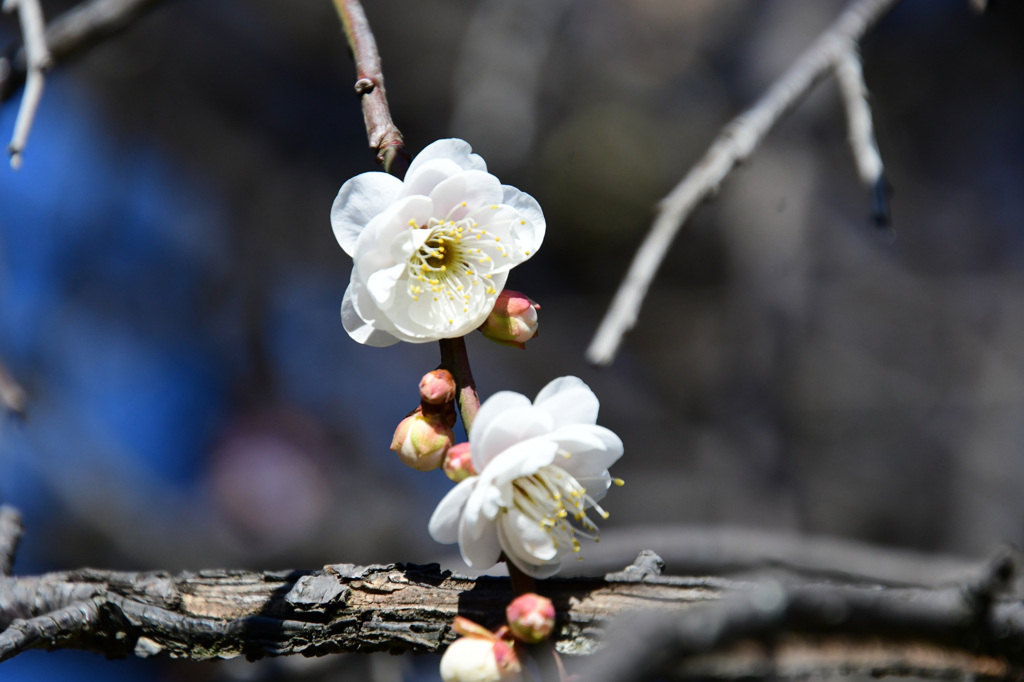 枝垂れ梅のアップ