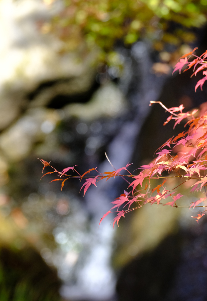 滝と紅葉1