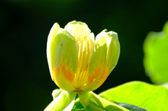 花はぽとりと落ちる