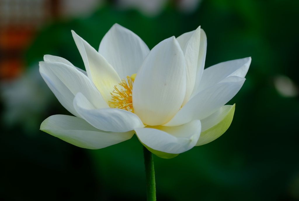 清月蓮