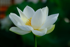 清月蓮